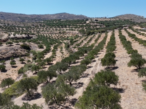 Large agricultural land  for sale in the area of Hamezi - Sitia